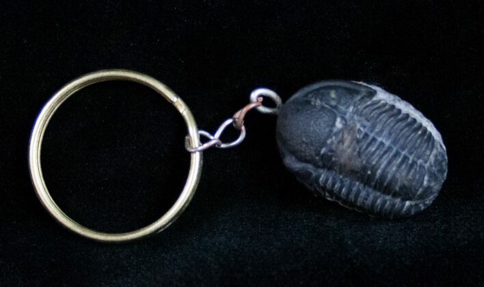 Authentic Gerastos Trilobite Fossil Keychain #12090
